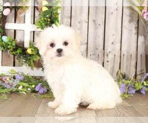 Zuchon Puppy for sale in MOUNT VERNON, OH, USA