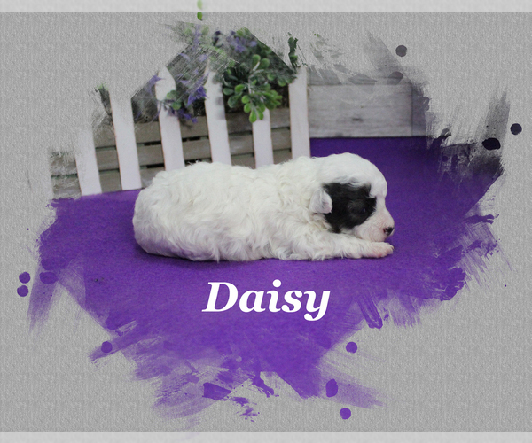 Medium Photo #3 Poodle (Toy) Puppy For Sale in CHANUTE, KS, USA