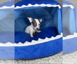 Small #17 Chihuahua