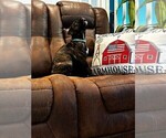 Small Photo #10 Cane Corso Puppy For Sale in REEVESVILLE, SC, USA