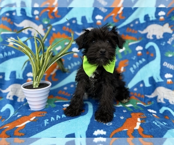 Medium Photo #2 Schnauzer (Miniature) Puppy For Sale in LAKELAND, FL, USA