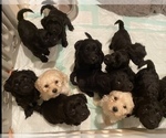 Small Photo #4 Labradoodle Puppy For Sale in BOILING SPRINGS, SC, USA
