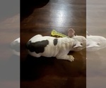 Small #10 French Bulldog