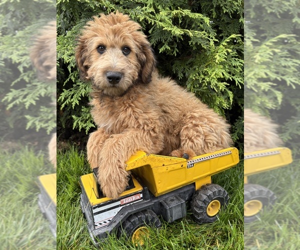 Medium Photo #4 Whoodle (Miniature) Puppy For Sale in MIDDLEBURY, IN, USA