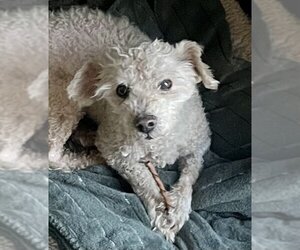 Poodle (Miniature)-Unknown Mix Dogs for adoption in Lancaster, CA, USA