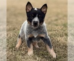 Small #1 Australian Cattle Dog