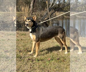 Peanut - Female Mutt Dog for Adoption - Photo #3