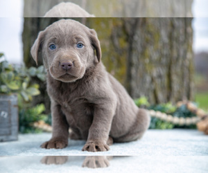 Medium Labrador Retriever