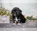 Small Photo #3 Havanese Puppy For Sale in CLARE, MI, USA