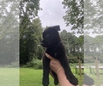 Small Photo #22 German Shepherd Dog Puppy For Sale in WEST POINT, VA, USA