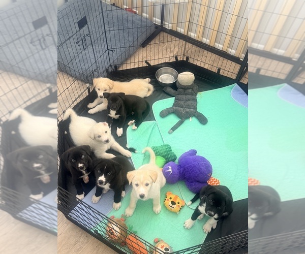 Medium Photo #1 Siberian Husky-Unknown Mix Puppy For Sale in ONTARIO, CA, USA
