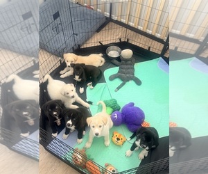 Siberian Husky-Unknown Mix Litter for sale in ONTARIO, CA, USA