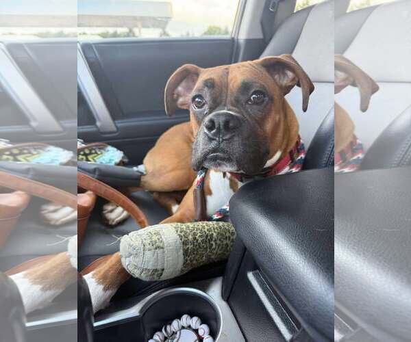 Medium Photo #2 Boxer Puppy For Sale in Burnsville, MN, USA