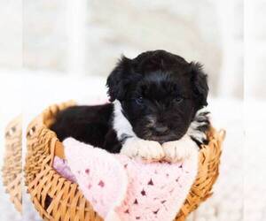 Medium Portuguese Water Dog