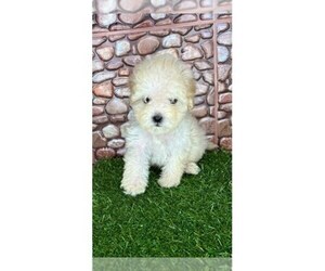 Maltipoo Puppy for sale in LIBERTY, TX, USA