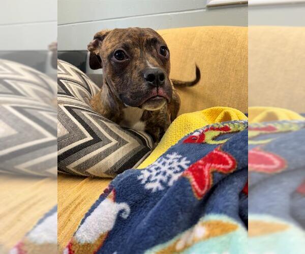 Medium Photo #1 Labrador Retriever-Unknown Mix Puppy For Sale in Peoria, IL, USA