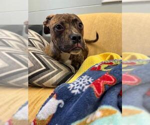 Labrador Retriever-Unknown Mix Dogs for adoption in Peoria, IL, USA