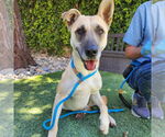 Small #3 German Shepherd Dog Mix