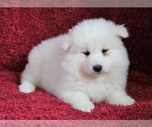 Samoyed Puppy for sale in FREDERICKSBG, OH, USA