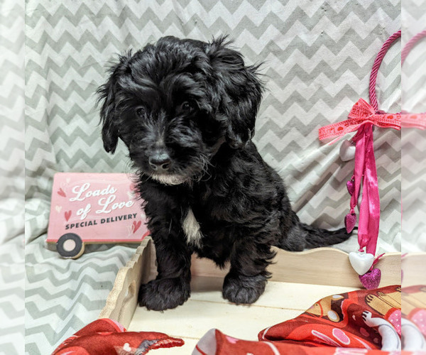 Medium Photo #18 Bernedoodle (Miniature) Puppy For Sale in SPARTA, MO, USA