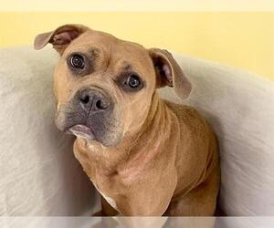 American Pit Bull Terrier-Bulldog Mix Dogs for adoption in Tulsa, OK, USA