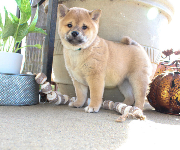 Medium Photo #5 Shiba Inu Puppy For Sale in CANTON, SD, USA