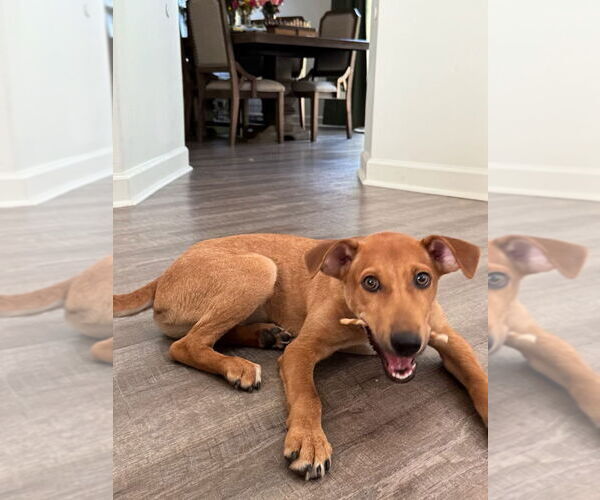 Medium Photo #2 German Pinscher-Unknown Mix Puppy For Sale in Virginia Beach, VA, USA