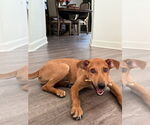 Small #1 German Pinscher Mix