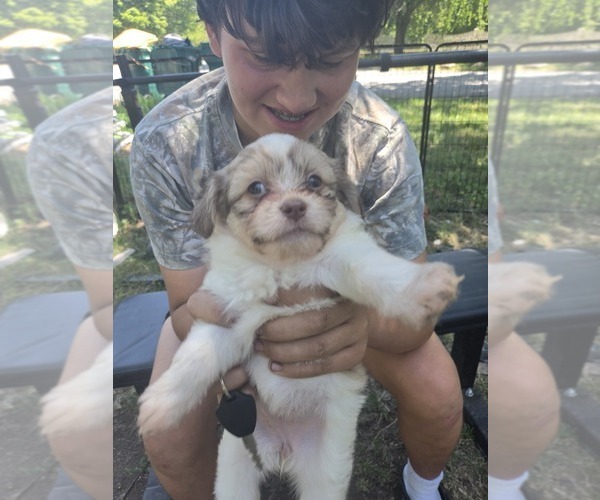 Medium Photo #21 Maltipom-Pomeranian Mix Puppy For Sale in HUDSON, MA, USA
