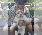 Small #20 Maltipom-Pomeranian Mix