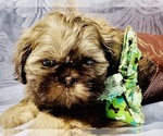 Small Photo #4 Shih Tzu Puppy For Sale in GREENVILLE, SC, USA