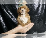 Puppy AKC Little Coop Poodle (Toy)
