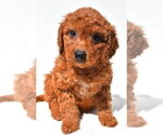 Small #16 Goldendoodle mix (+ Poodle Miniature)