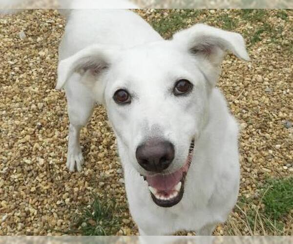 Medium Photo #1 Siberian Husky-Unknown Mix Puppy For Sale in Anniston, AL, USA