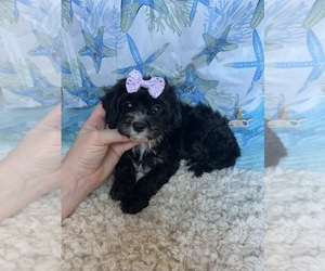 Cavapoo Puppy for Sale in BELDING, Michigan USA