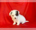 Small Photo #1 Pom-A-Poo-Pooranian Mix Puppy For Sale in SAN FRANCISCO, CA, USA