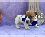 Small Photo #2 Jack Russell Terrier Puppy For Sale in LANCASTER, PA, USA