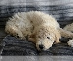 Puppy Reese Goldendoodle