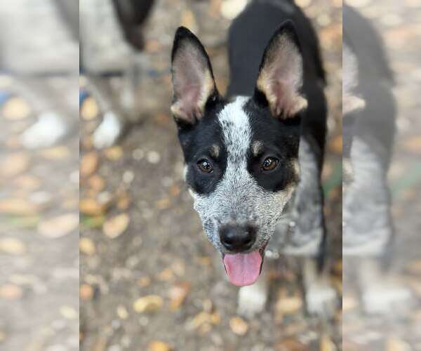 Medium Photo #3 Mutt Puppy For Sale in Paso Robles, CA, USA