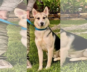 Mutt Dogs for adoption in Dallas, TX, USA