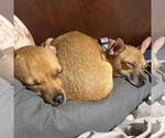 Small #1 Chihuahua