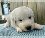 Puppy Shiloh Great Pyrenees