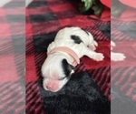 Puppy 1 Mal-Shi