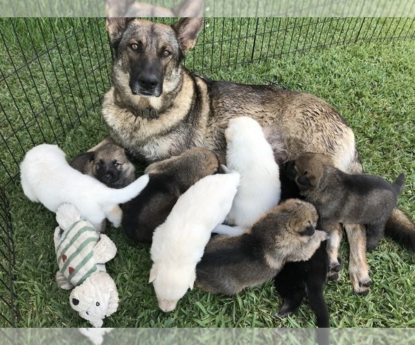 Medium Photo #14 German Shepherd Dog Puppy For Sale in ROSHARON, TX, USA