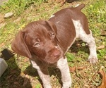 Small Photo #8 German Shorthaired Pointer Puppy For Sale in ALFORD, FL, USA