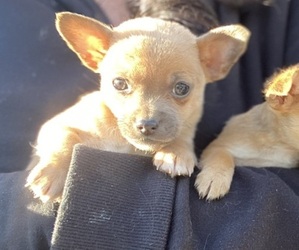 Chihuahua Puppy for sale in CASTLE HAYNE, NC, USA