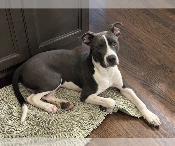 Medium Photo #3 American Pit Bull Terrier-Unknown Mix Puppy For Sale in Germantown, OH, USA