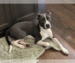 Small #2 American Pit Bull Terrier Mix