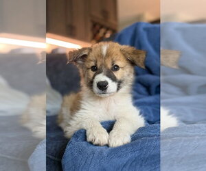 Aussie Pyrenees Dogs for adoption in Genesee, WI, USA