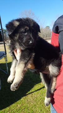 Medium Photo #3 German Shepherd Dog Puppy For Sale in ELGIN, SC, USA